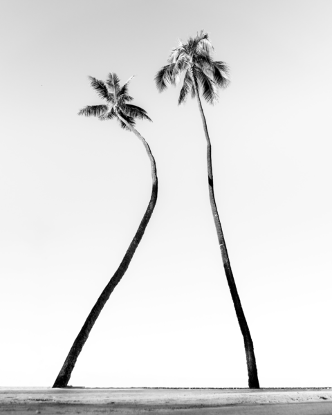 Fototapeten Tropischer Minimalismus