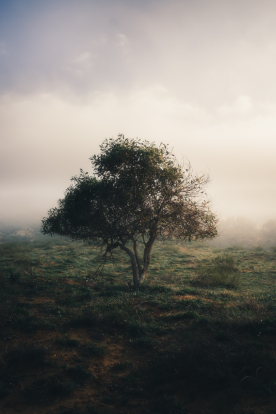 Fototapeten Einsamer Baum in den Wolken
