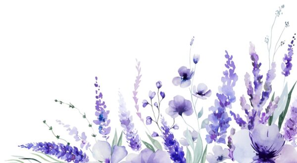 Fototapeten Lavendel auf Weiß