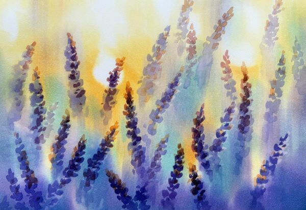 Fototapeten Lavendel in der Sonne