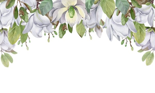 Fototapeten Magnolien auf Weiß