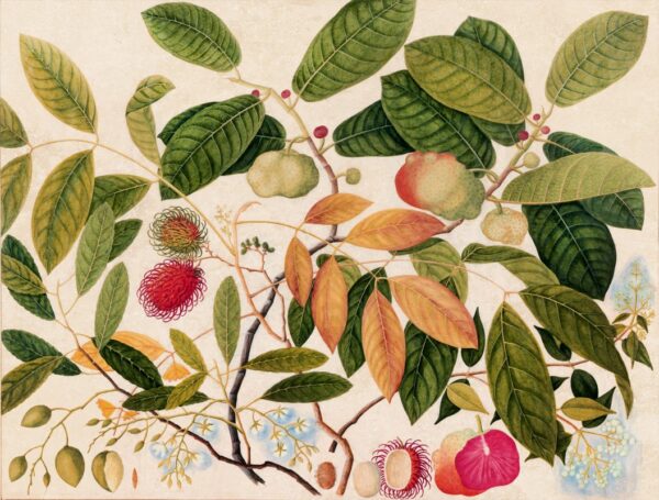 Fototapeten Rambutan und exotische Früchte