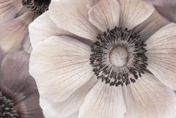 Fototapeten Das Innere einer Blume – Die Schönheit der Natur