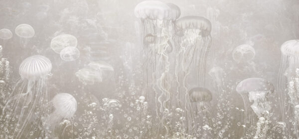 Fototapeten Tanz der Medusen in Grau