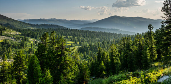 Fototapeten Bergfichtenwald