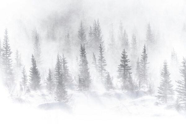 Fototapeten Nebeliger Wald im Winter