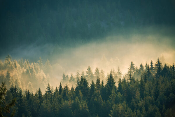 Fototapeten Morgendämmerung im Silberwald