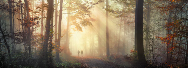Fototapeten Goldener Waldweg