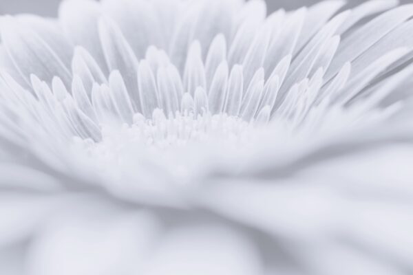 Fototapeten Weiße Blüte